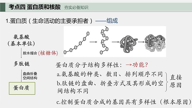 专题二 细胞的分子组成-2024届高三生物一轮复习课件第5页