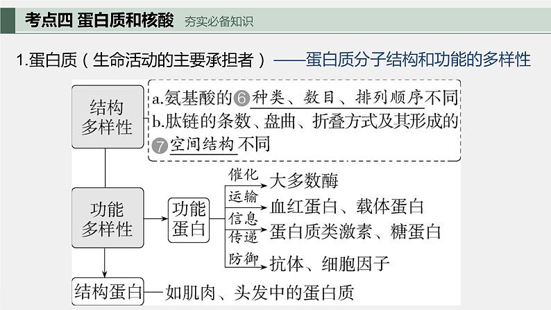 专题二 细胞的分子组成-2024届高三生物一轮复习课件第6页