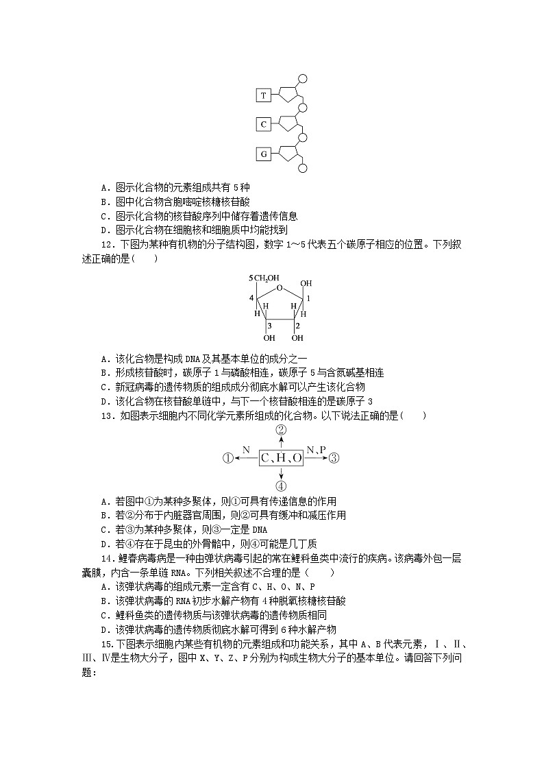 2023_2024学年新教材高中生物第2章组成细胞的分子2.5核酸是遗传信息的携带者课时作业新人教版必修1第3页
