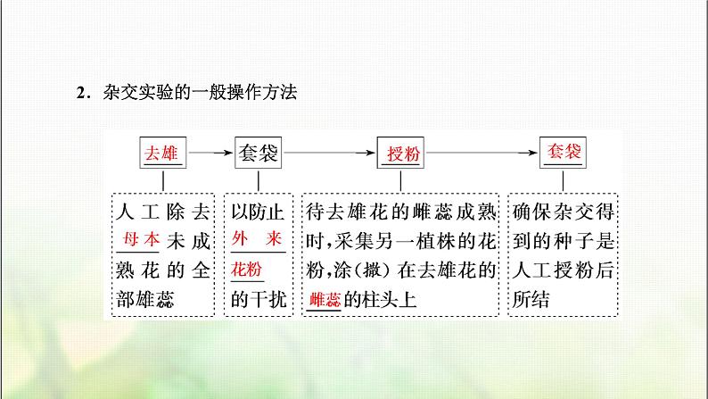 人教版高中生物必修2第1章遗传因子的发现第1课时分离定律的发现课件第5页