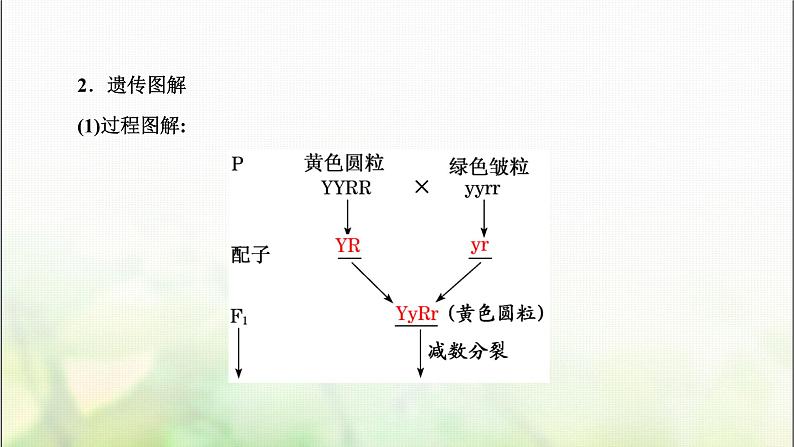 人教版高中生物必修2第1章遗传因子的发现第1课时自由组合定律的发现课件第5页