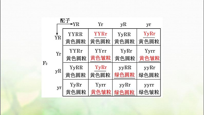 人教版高中生物必修2第1章遗传因子的发现第1课时自由组合定律的发现课件第6页