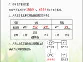 人教版高中生物必修2第2章基因和染色体的关系第3节伴性遗传课件