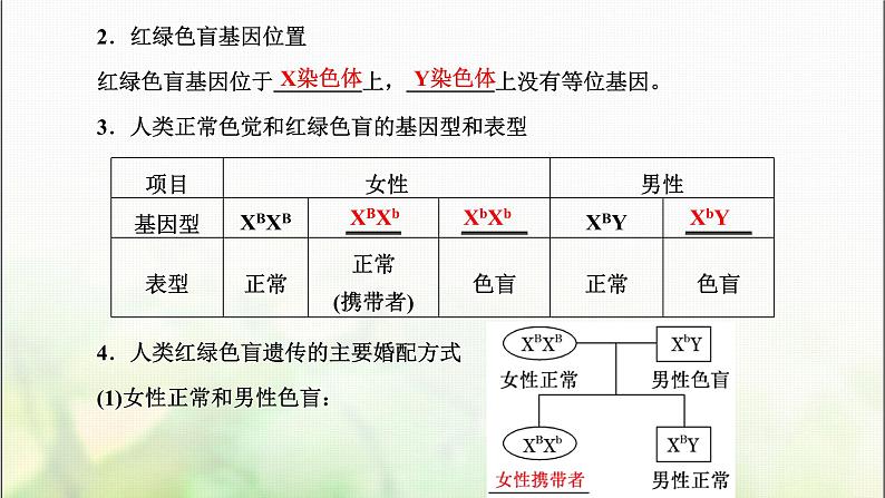 人教版高中生物必修2第2章基因和染色体的关系第3节伴性遗传课件第3页