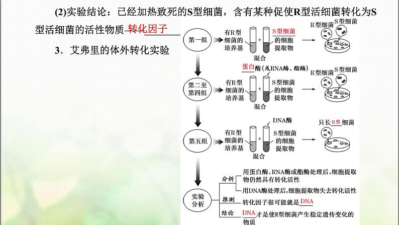 人教版高中生物必修2第3章基因的本质第1节DNA是主要的遗传物质课件第7页