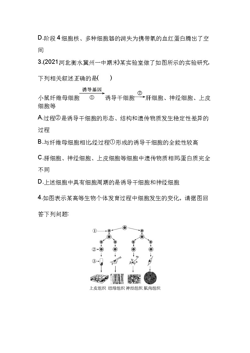2023人教版高中生物必修1 分子与细胞 第6章 细胞的生命历程 第2节 细胞的分化第2页