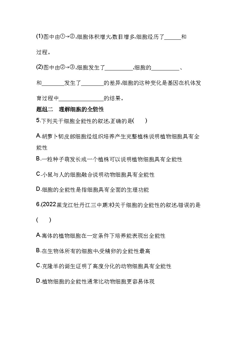 2023人教版高中生物必修1 分子与细胞 第6章 细胞的生命历程 第2节 细胞的分化第3页