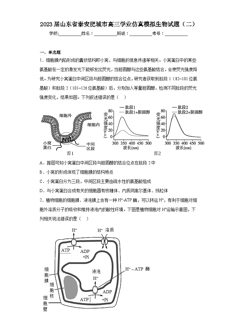 2023届山东省泰安肥城市高三学业仿真模拟生物试题（二）（含解析）01