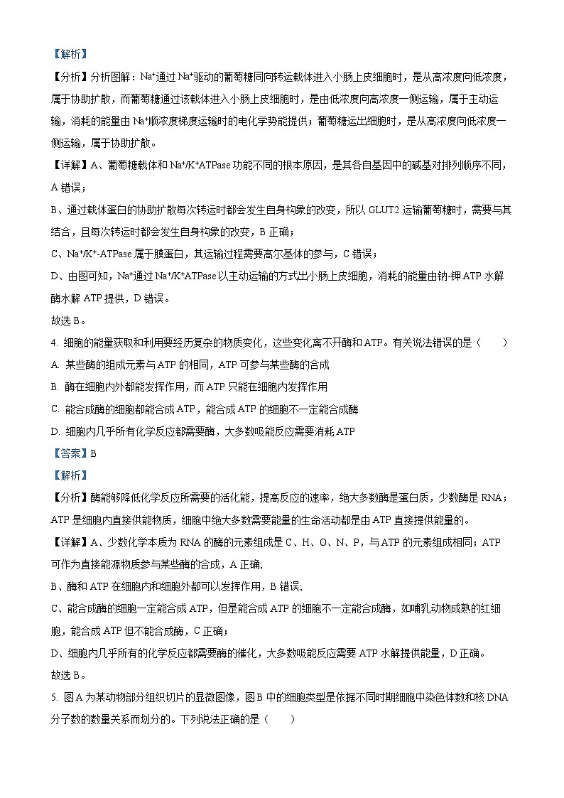 2023届湖北省襄阳市四中高三5月适应性考试生物试题含解析第3页