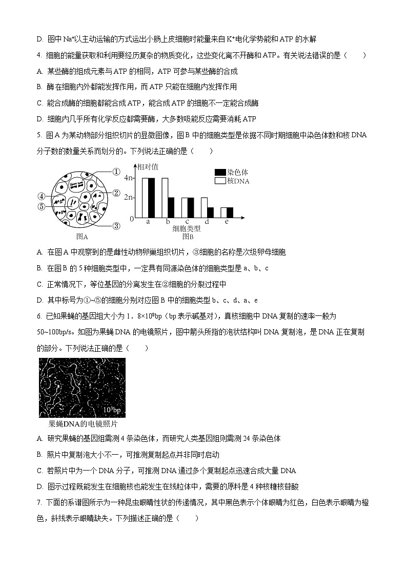 2023届湖北省襄阳市四中高三5月适应性考试生物试题无答案第2页