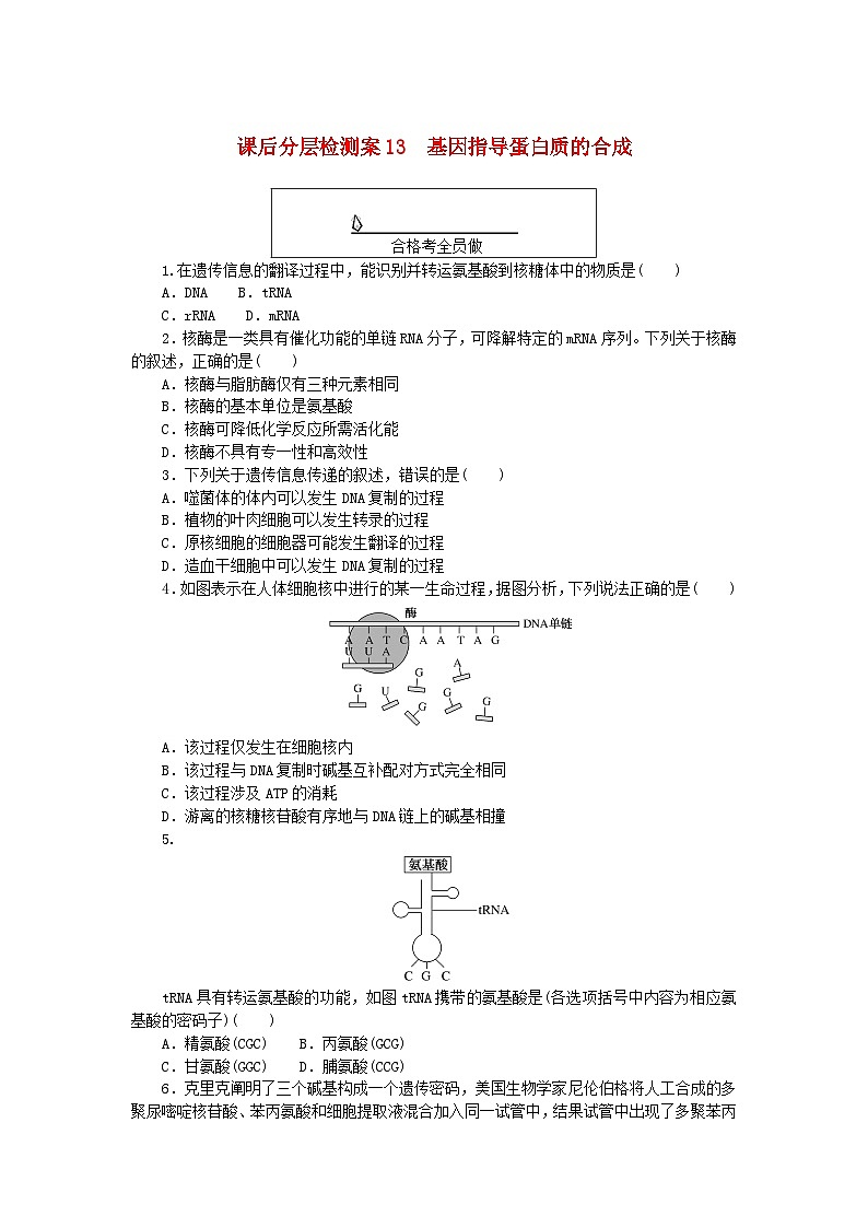 新教材2023版高中生物课后分层检测案13基因指导蛋白质的合成新人教版必修201
