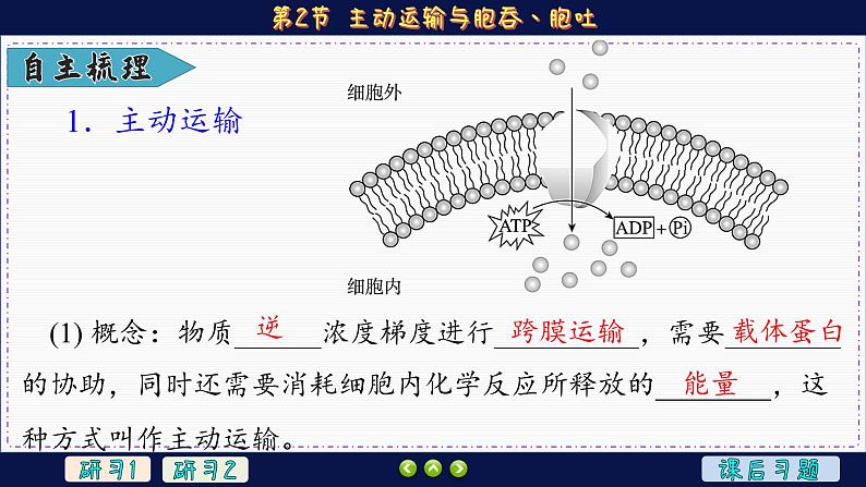 4—2 主动运输与胞吞、胞吐 （课件PPT）第5页