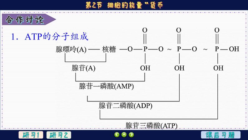 5—2 细胞的能量“货币”ATP （课件PPT）08