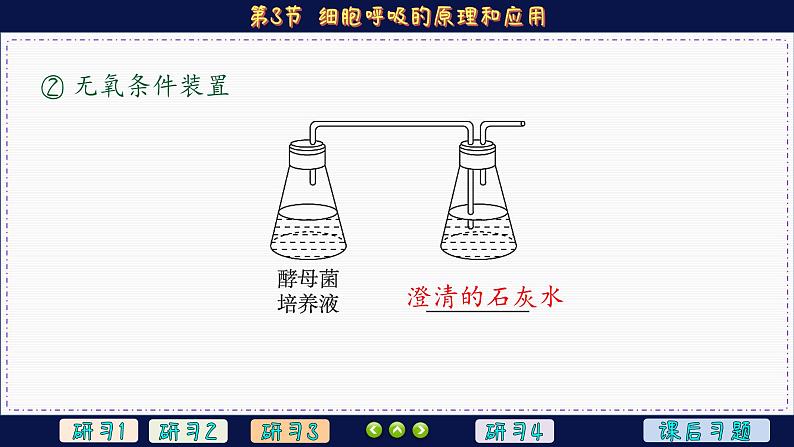 5—3 细胞呼吸的原理和应用 （课件PPT）07