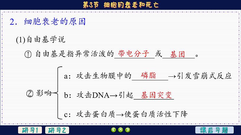 6—3 细胞的衰老和死亡（课件PPT）07