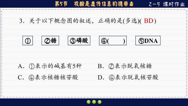 2—5 核酸是遗传信息的携带者 （练习课件PPT）第4页