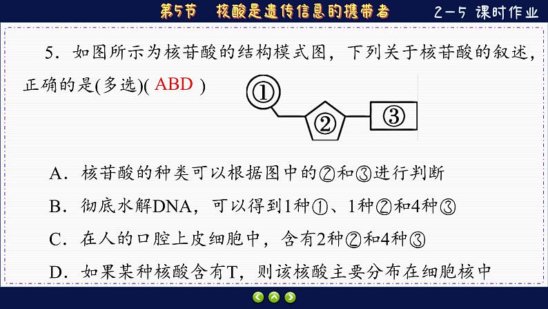 2—5 核酸是遗传信息的携带者 （练习课件PPT）第6页