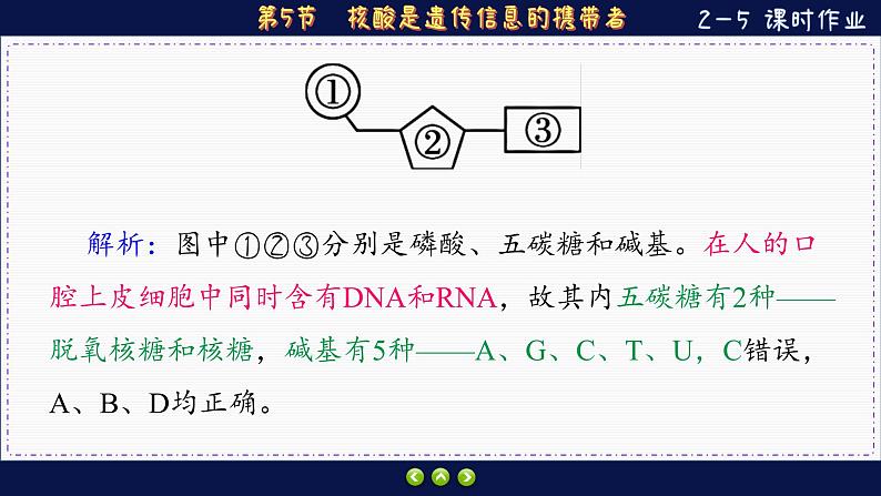 2—5 核酸是遗传信息的携带者 （练习课件PPT）第7页