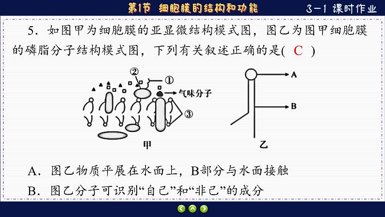 3—1 细胞膜的结构和功能 （练习课件PPT）08