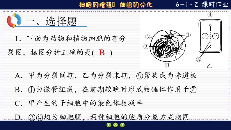 6—1 细胞的增殖、分化 （练习课件PPT）02