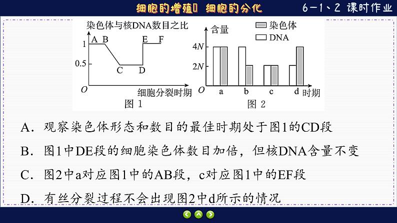 6—1 细胞的增殖、分化 （练习课件PPT）06