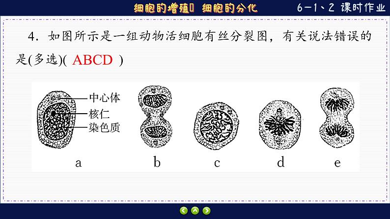 6—1 细胞的增殖、分化 （练习课件PPT）08