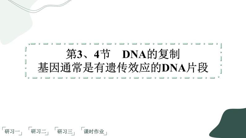 3.3《DNA的复制》3.4《基因通常是有遗传效应的DNA片段》课件PPT02