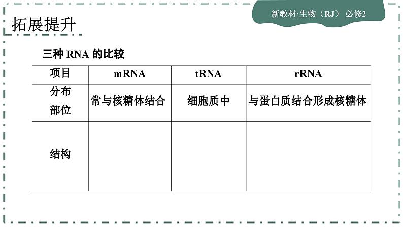 4.1《基因指导蛋白质的合成》课件PPT08