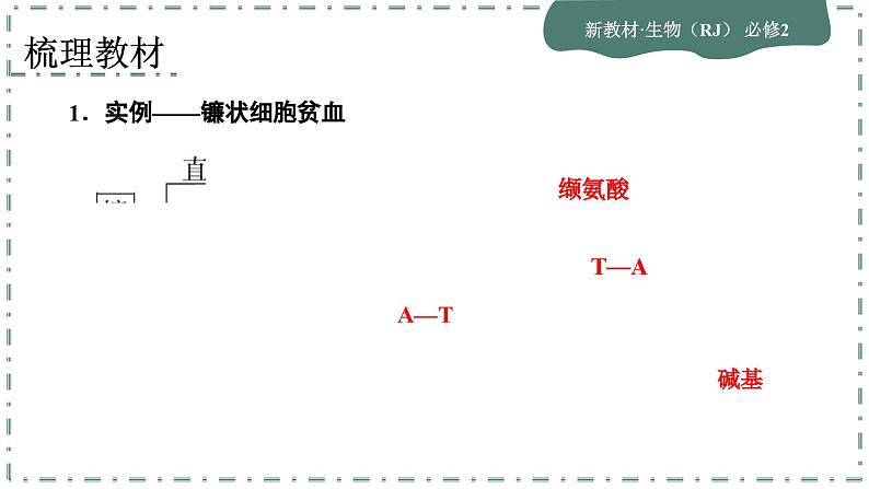 5.1《基因突变和基因重组》课件PPT05