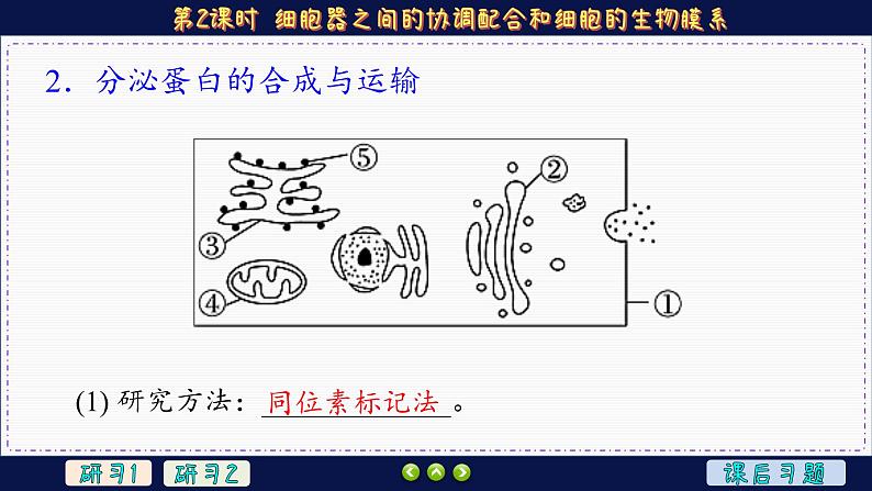 3—2—2 细胞器之间的协调配合和细胞的生物膜系统（课件PPT）第8页