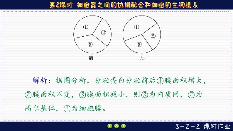 3—2—2 细胞器之间的协调配合和细胞的生物膜系统（练习课件PPT）05