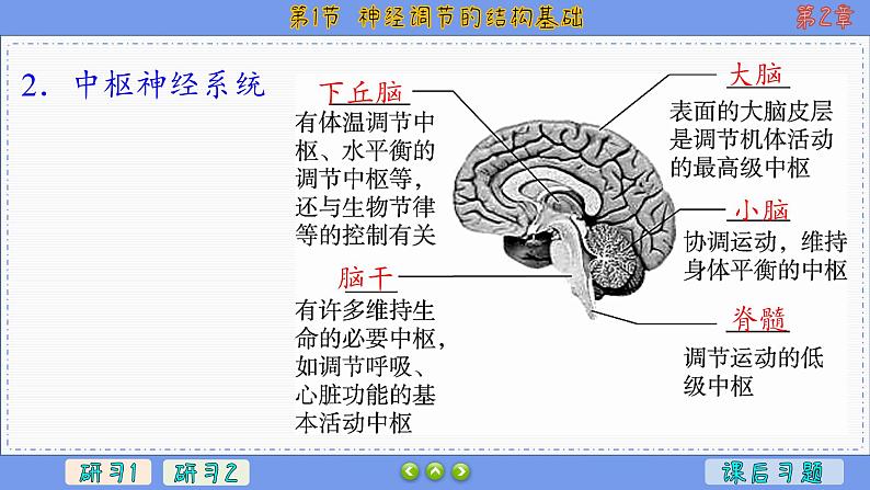 2—1 神经调节的结构基础 （课件PPT）05