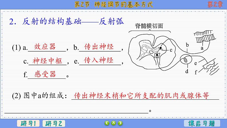 2—2 神经调节的基本方式 （课件PPT）06