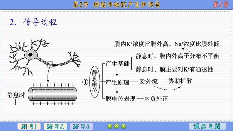 2—3 神经冲动的产生和传导 （课件PPT）第5页