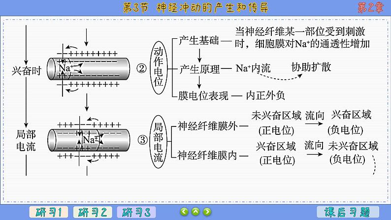 2—3 神经冲动的产生和传导 （课件PPT）第6页