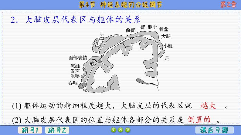 2—4 神经系统的分级调节  （课件PPT）05