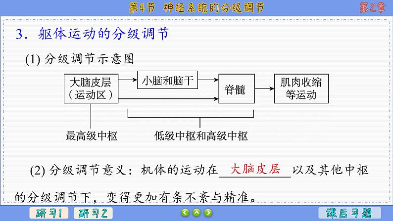 2—4 神经系统的分级调节  （课件PPT）06