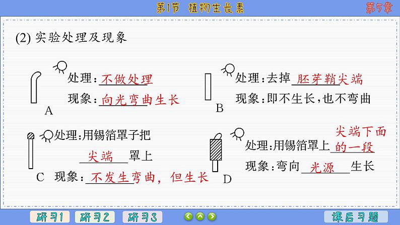 5—1 植物生长素 （课件PPT）05