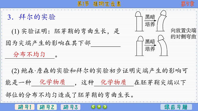 5—1 植物生长素 （课件PPT）08