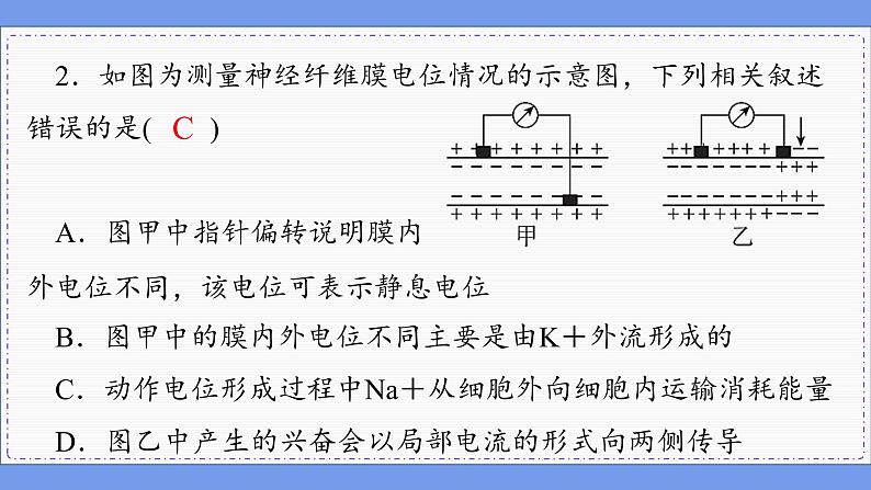 2—3 神经冲动的产生和传导 （练习课件PPT）04