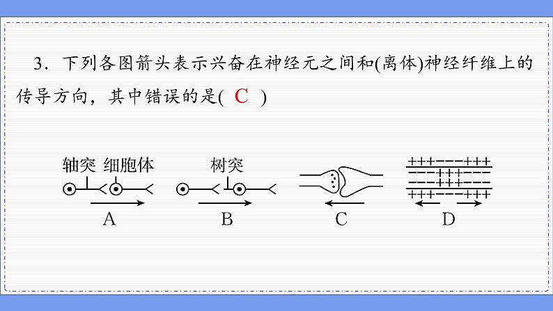 2—3 神经冲动的产生和传导 （练习课件PPT）06