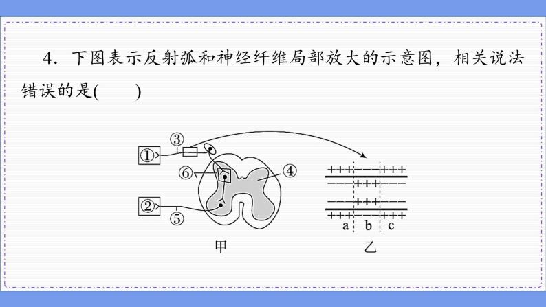 2—3 神经冲动的产生和传导 （练习课件PPT）08