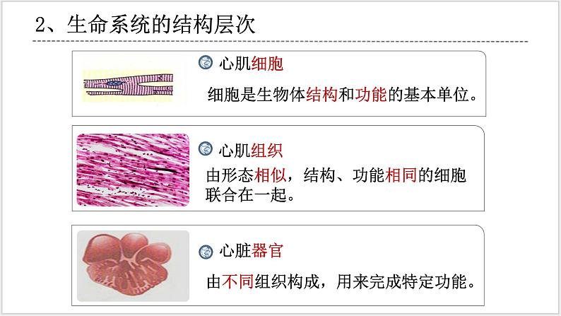 人教版2019必修一高中生物 1.1《细胞是生命活动的基本单位》课件+同步分层练习08