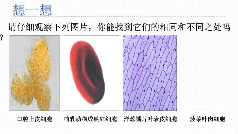 人教版2019必修一高中生物 1.2《细胞的多样性和统一性》课件+同步分层练习03