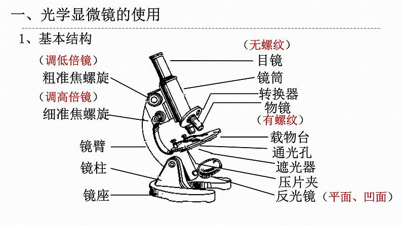 人教版2019必修一高中生物 1.2《细胞的多样性和统一性》课件+同步分层练习04