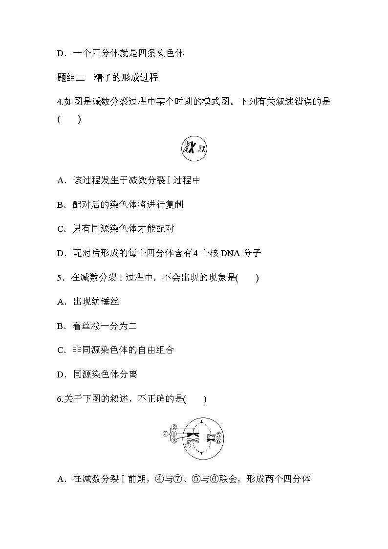 第2章　第1节　第1课时　减数分裂的相关概念、精子的形成过程  课时练（含答案）02