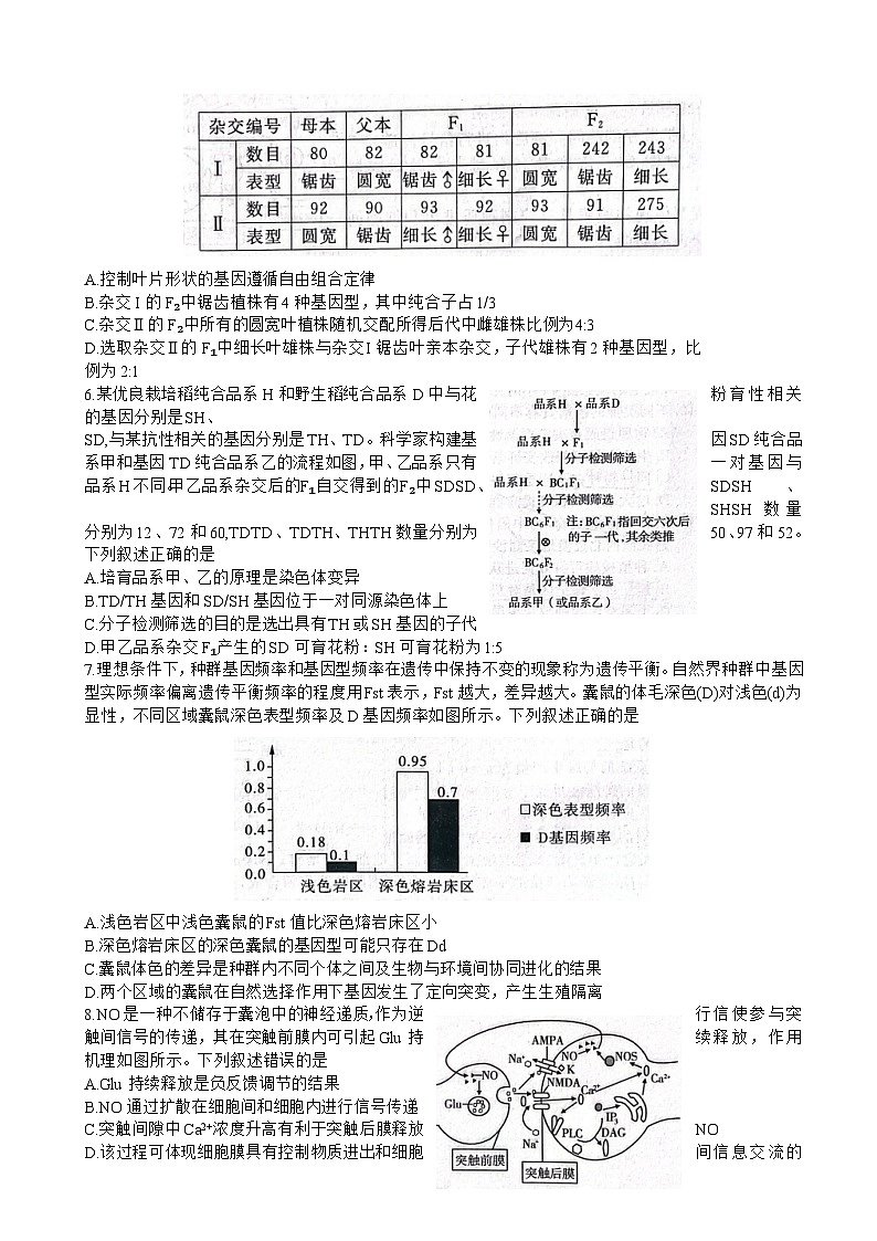 2023届山东省济宁市高三第三次模拟考试生物试题含答案第2页