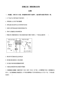 2023届北京市西城区高三二模生物试题含答案