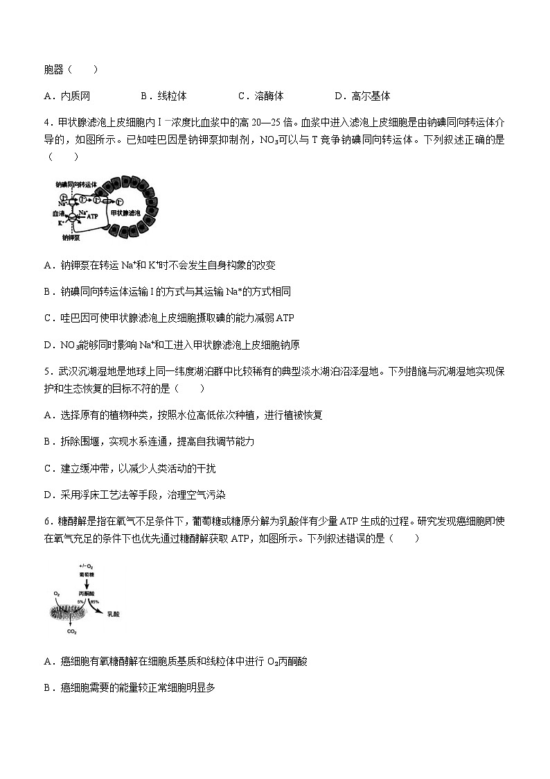 2022-2023学年湖北省武汉市武昌区高三下学期5月质量检测生物试题含答案第2页