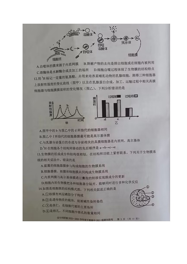 四川省凉山州安宁河联盟2022-2023学年高二下学期期末联考生物试题（含答案）03